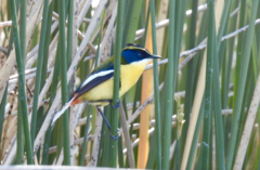 Tachuris rubrigastra