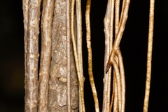 Tinospora caffra image