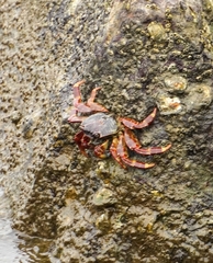 Grapsus albolineatus