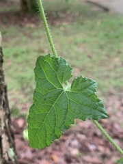 Cucumis maderaspatanus