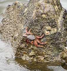 Grapsus albolineatus