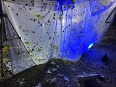 Acronicta subpurpurea