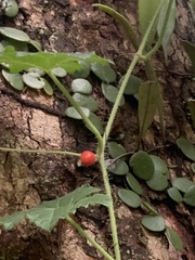 Cucumis maderaspatanus