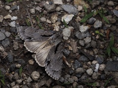 Acronicta subpurpurea