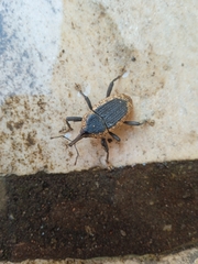 Homalinotus deplanatus