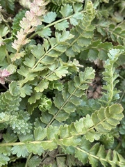 Horkelia clevelandii