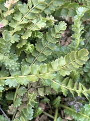 Horkelia clevelandii