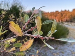 Salix hookeriana