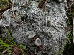 Diploschistes muscorum