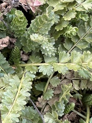 Horkelia clevelandii
