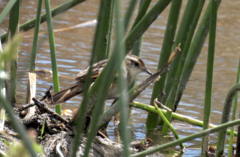 Phleocryptes melanops