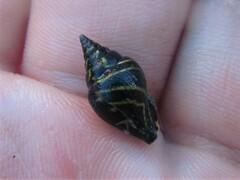 Pictocolumbella ocellata