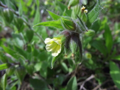 Nonea lutea