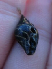 Pictocolumbella ocellata