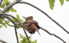 Pseudoseisura lophotes