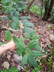 Prunus lusitanica hixa