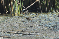 Phleocryptes melanops