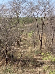 Raphicerus campestris campestris