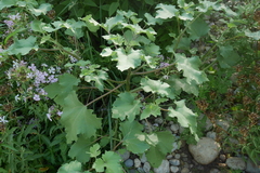 Xanthium orientale