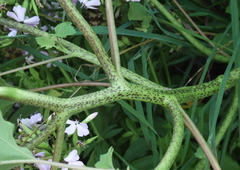 Xanthium orientale