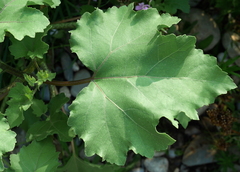 Xanthium orientale