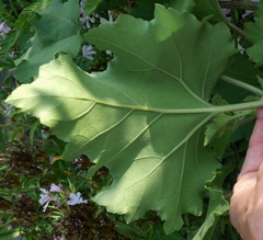 Xanthium orientale