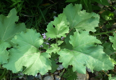 Xanthium orientale
