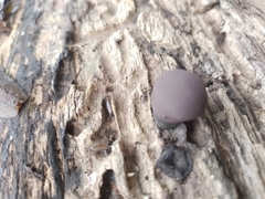 Daldinia childiae