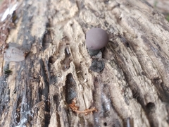 Daldinia childiae