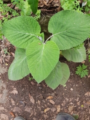 Sideritis macrostachyos