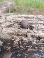Daldinia childiae