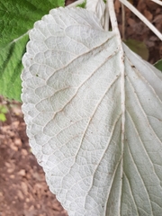 Sideritis macrostachyos