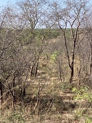 Raphicerus campestris campestris