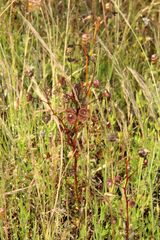 Drosera stricticaulis