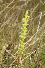 Microtis graniticola