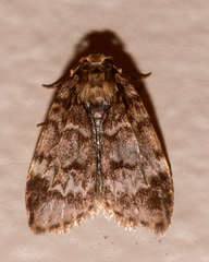 Scaphidriotis xylogramma