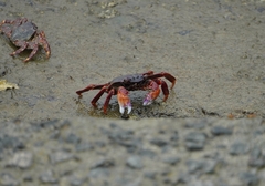 Grapsus albolineatus