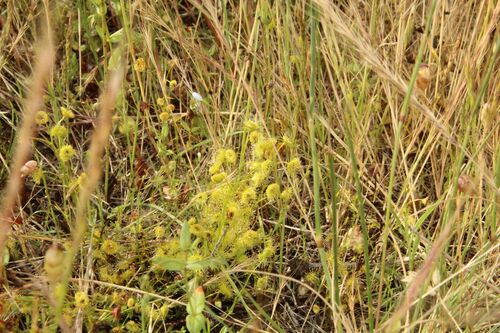 Drosera stricticaulis