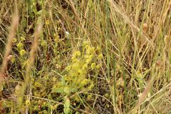 Drosera stricticaulis