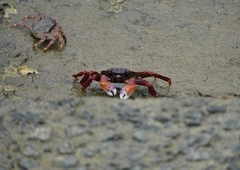 Grapsus albolineatus
