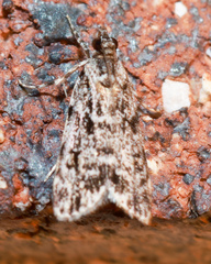 Scoparia philonephes