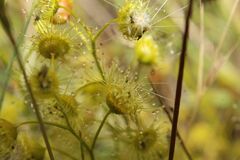 Drosera stricticaulis