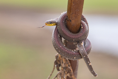 Natriciteres olivacea