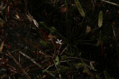 Stylidium despectum