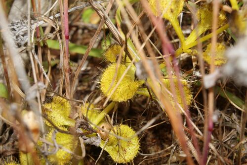 Drosera rupicola (Drosera rupicola)