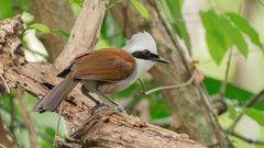 Garrulax leucolophus