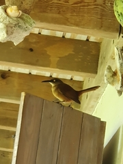 Cinclocerthia ruficauda