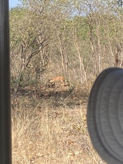 Raphicerus campestris campestris