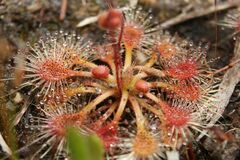 Drosera omissa