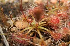 Drosera omissa